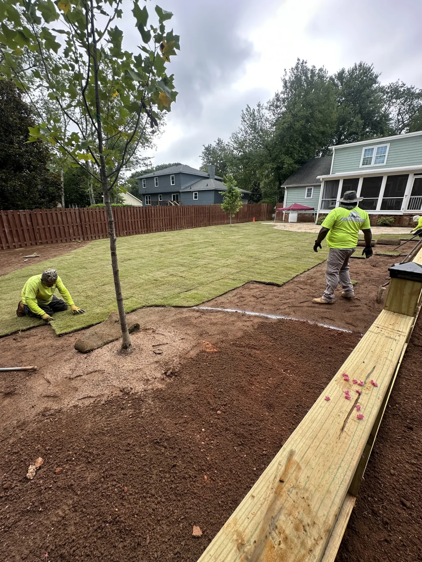 Landscapers installing sod around a young backyard tree