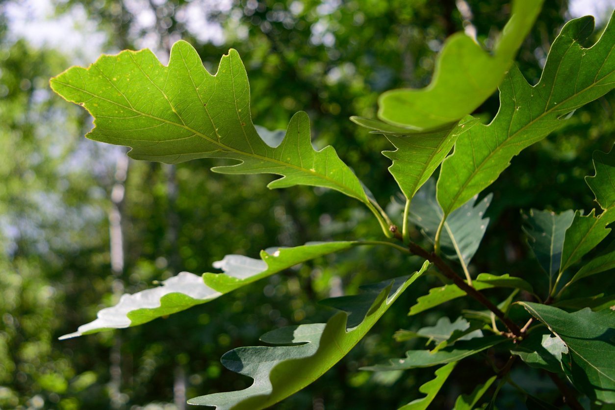 Bur Oak