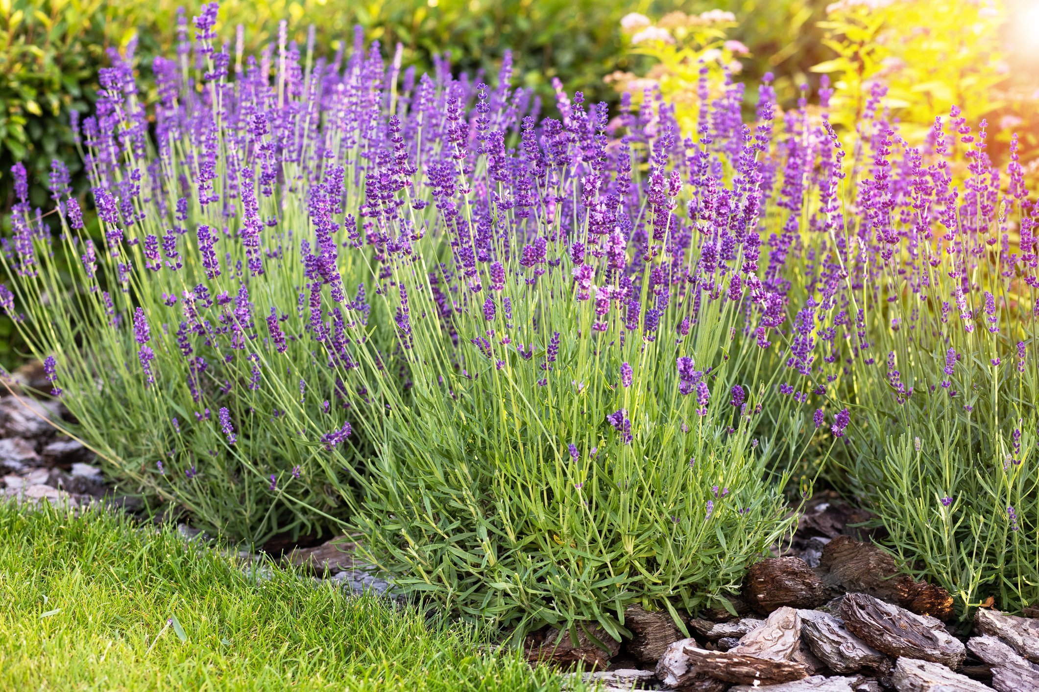 best plants to repel mosquitoes South Carolina