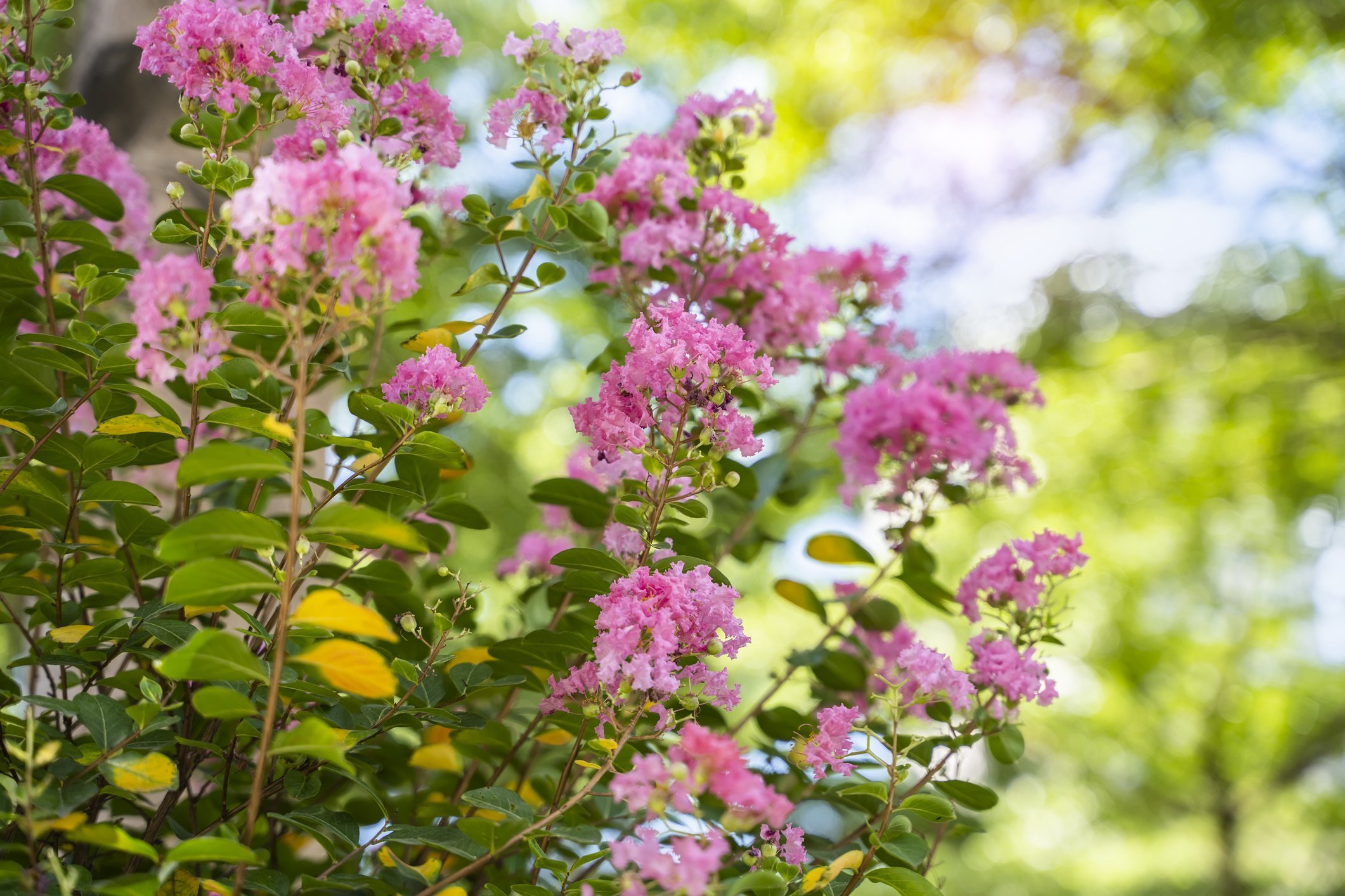 best shrubs Upstate South Carolina