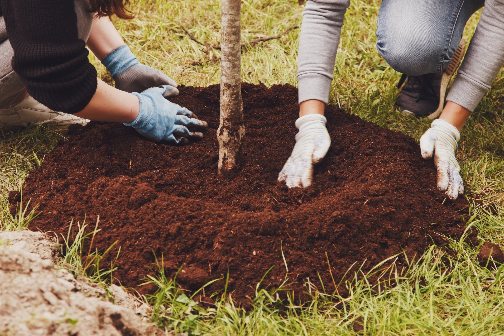 cost of landscaping South Carolina