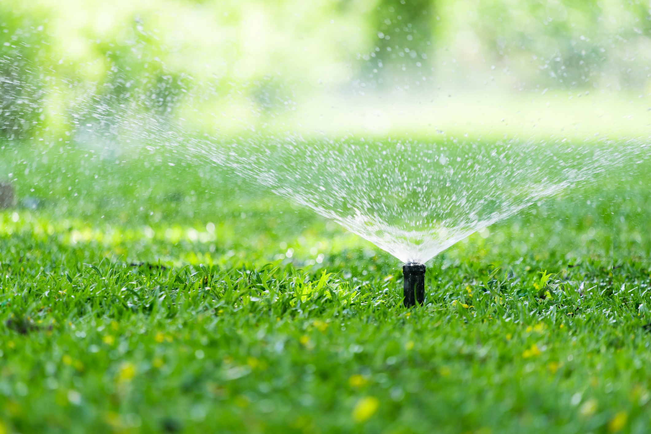 Lawn sprinkler spraying water across bright green grass