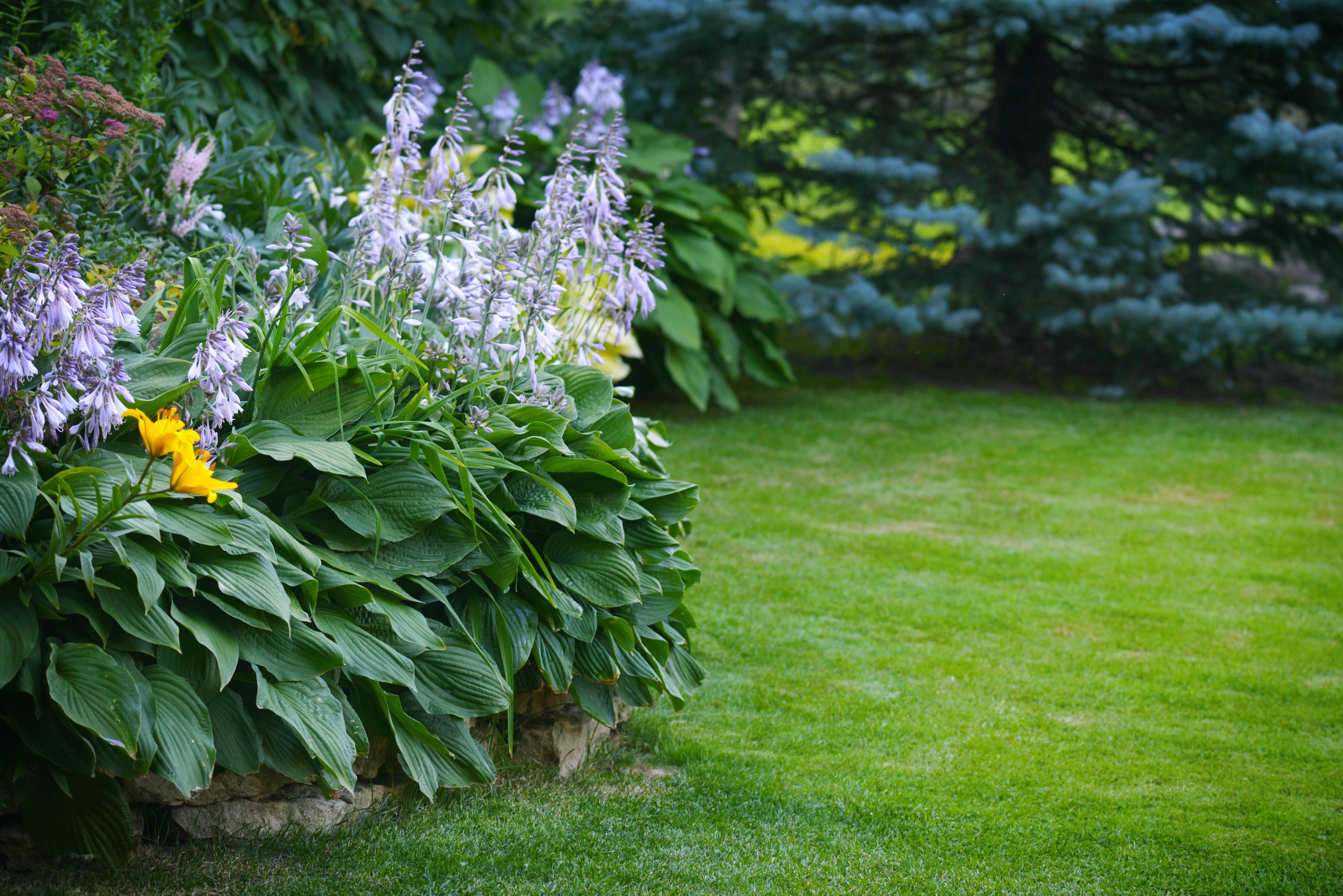 Purple hostas and yellow daylily beside green lawn
