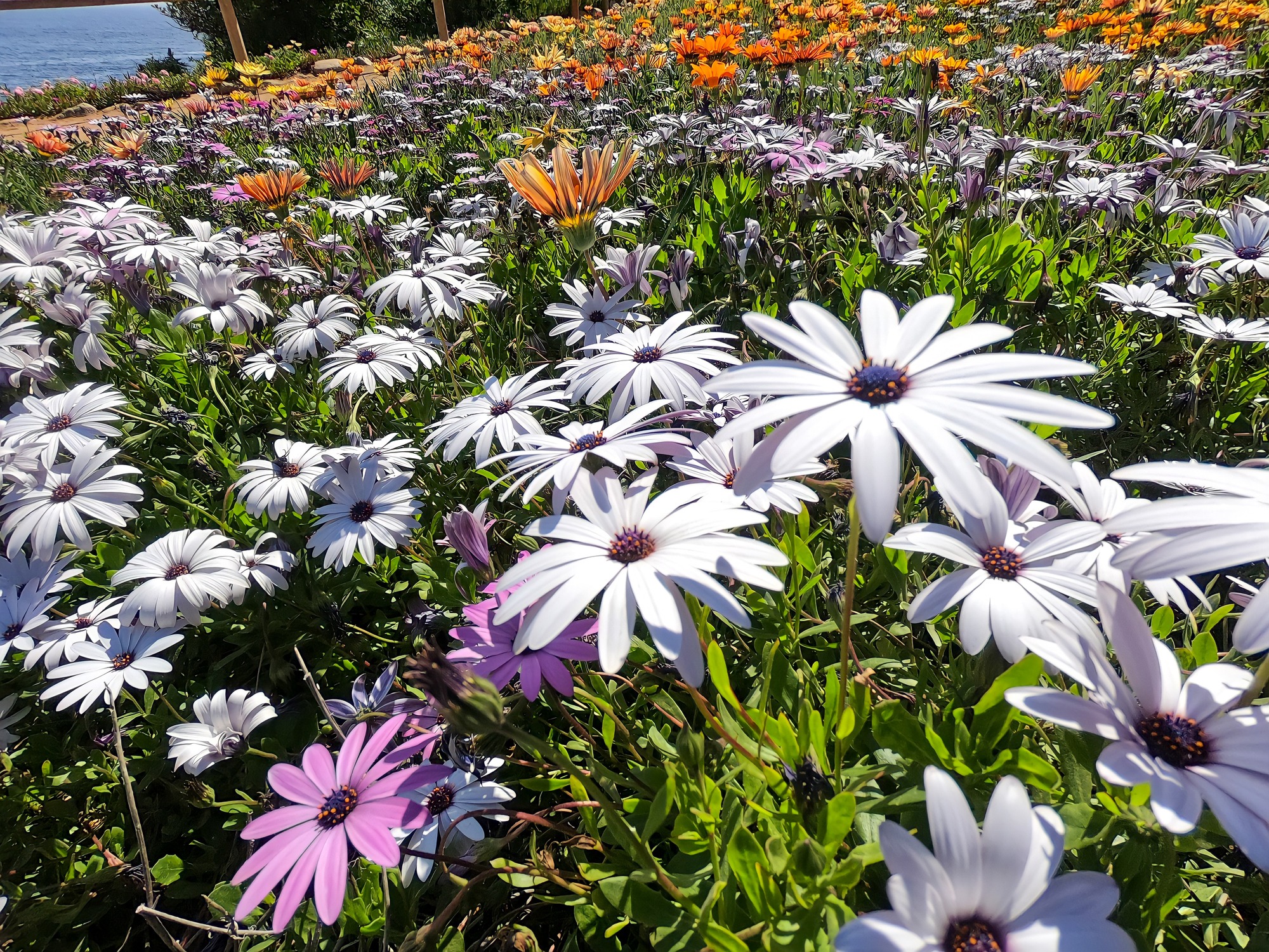 Sunlit garden bed filled with white, purple, and orange daisies