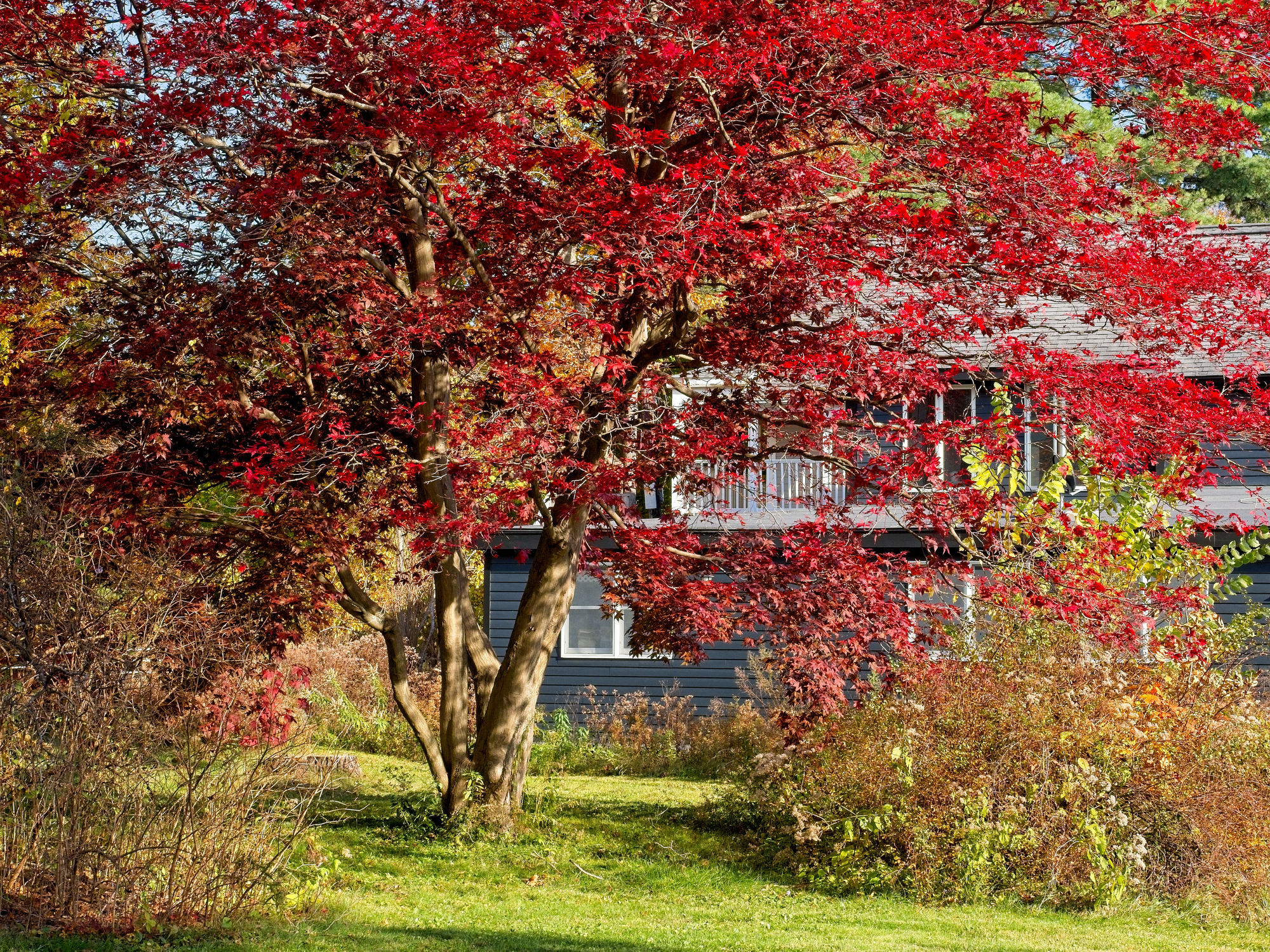 Brilliant red maple tree beside a gray house