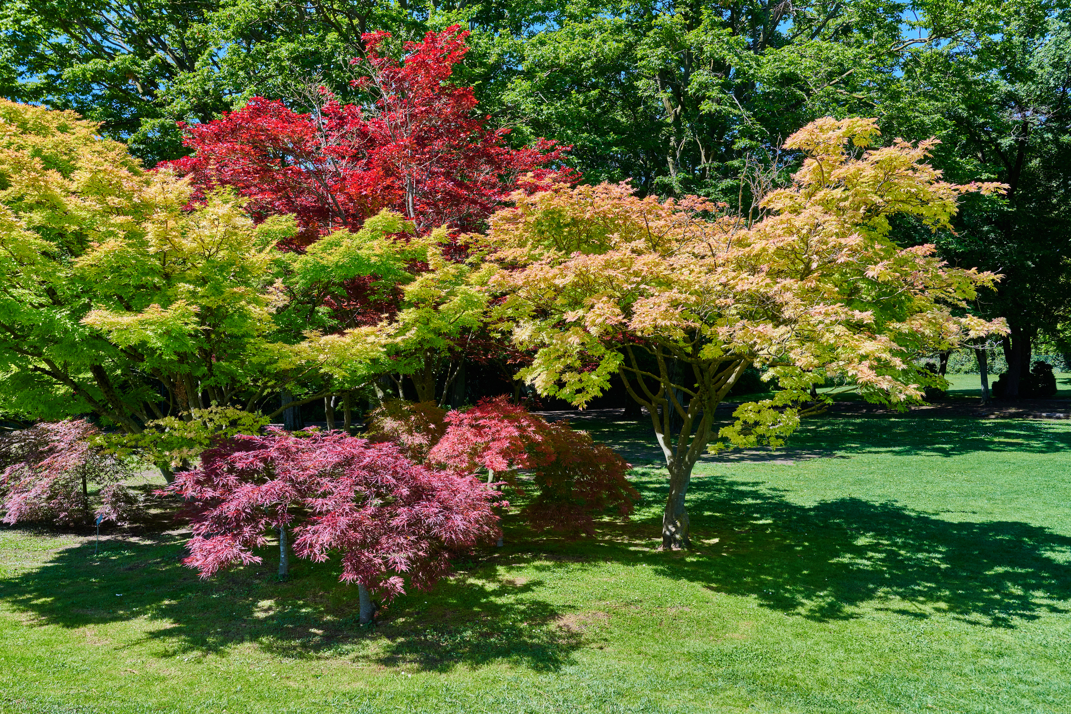 Colorful Japanese maple trees in a sunny garden