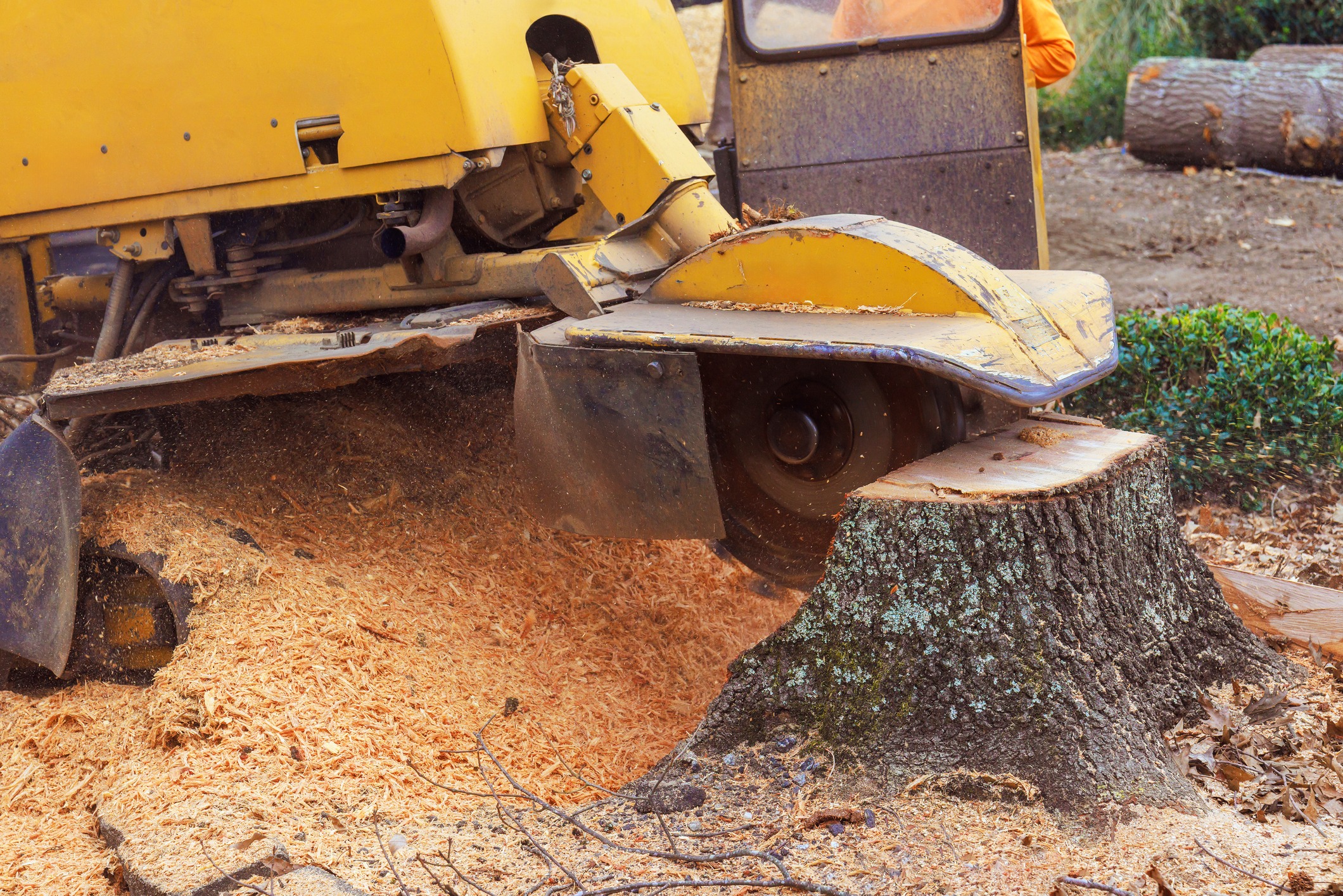 Yellow stump grinder cutting a freshly cut tree stump