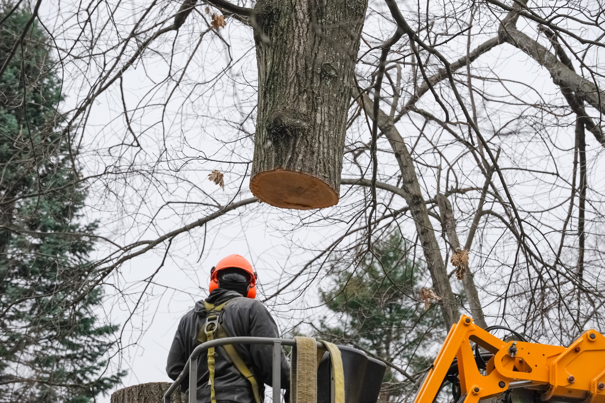 Arborist in lift beneath freshly cut tree trunk
