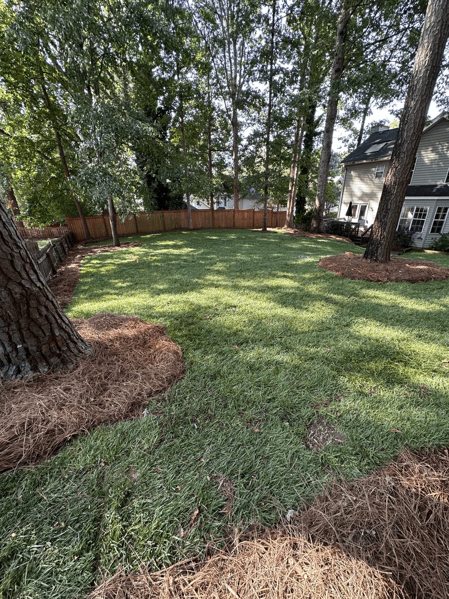 ideal watering schedule new sod South Carolina