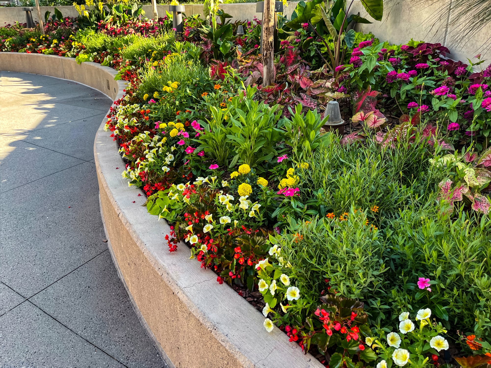 Colorful flower bed beside a curved concrete walkway