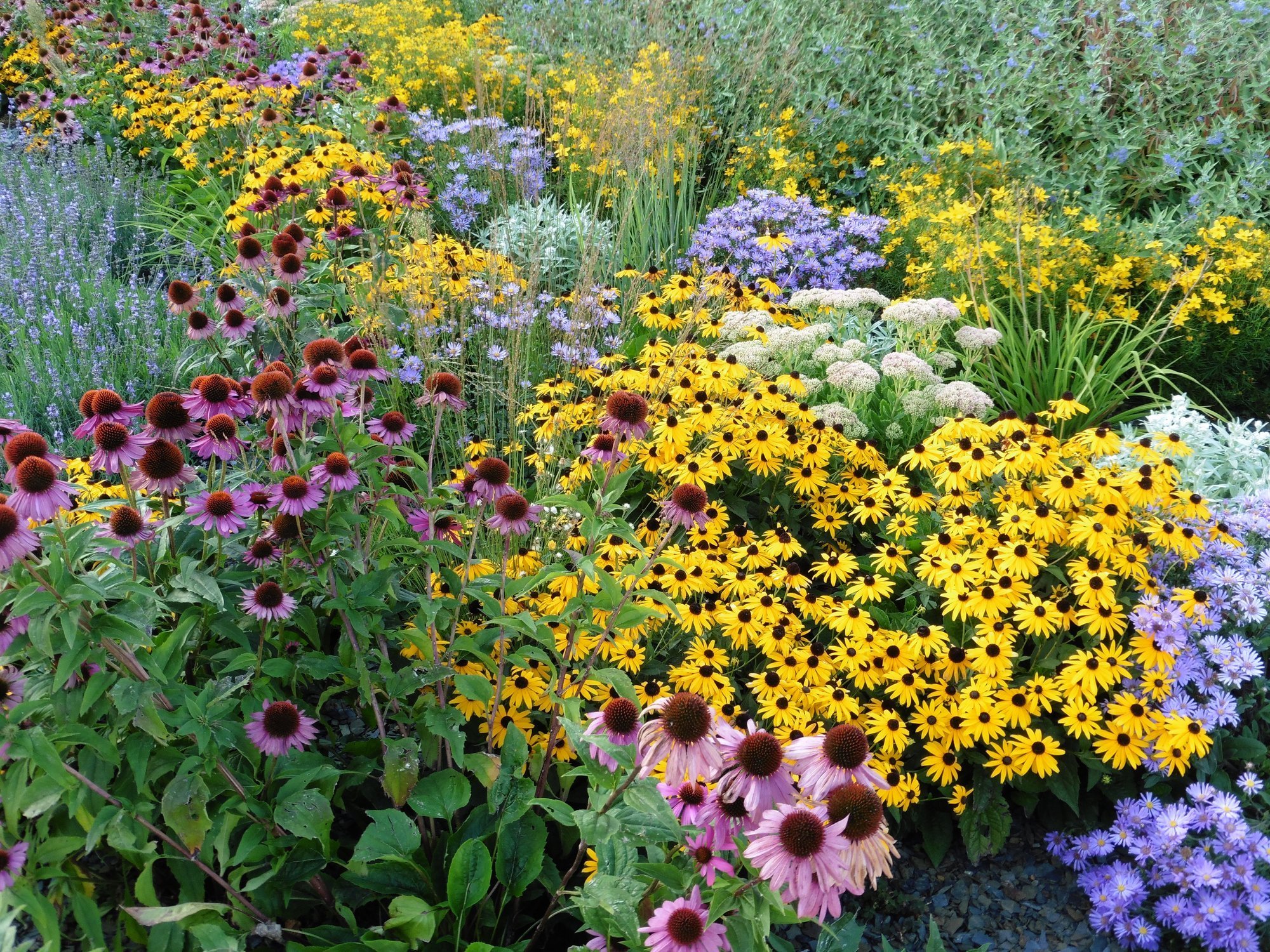 perennials South Carolina