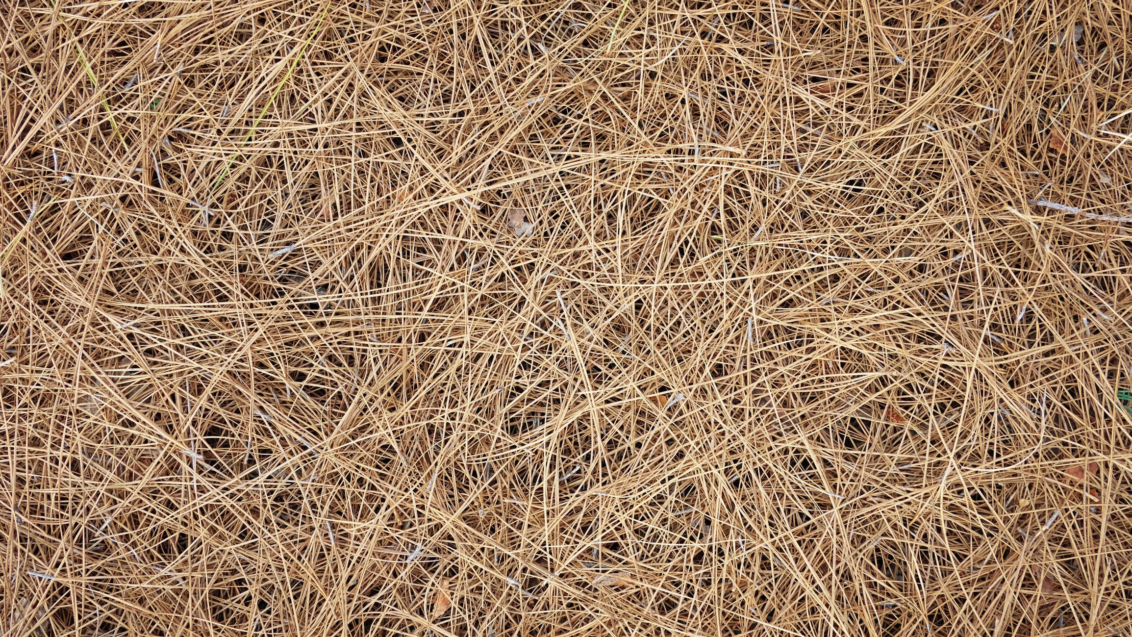 pine straw vs mulch South Carolina